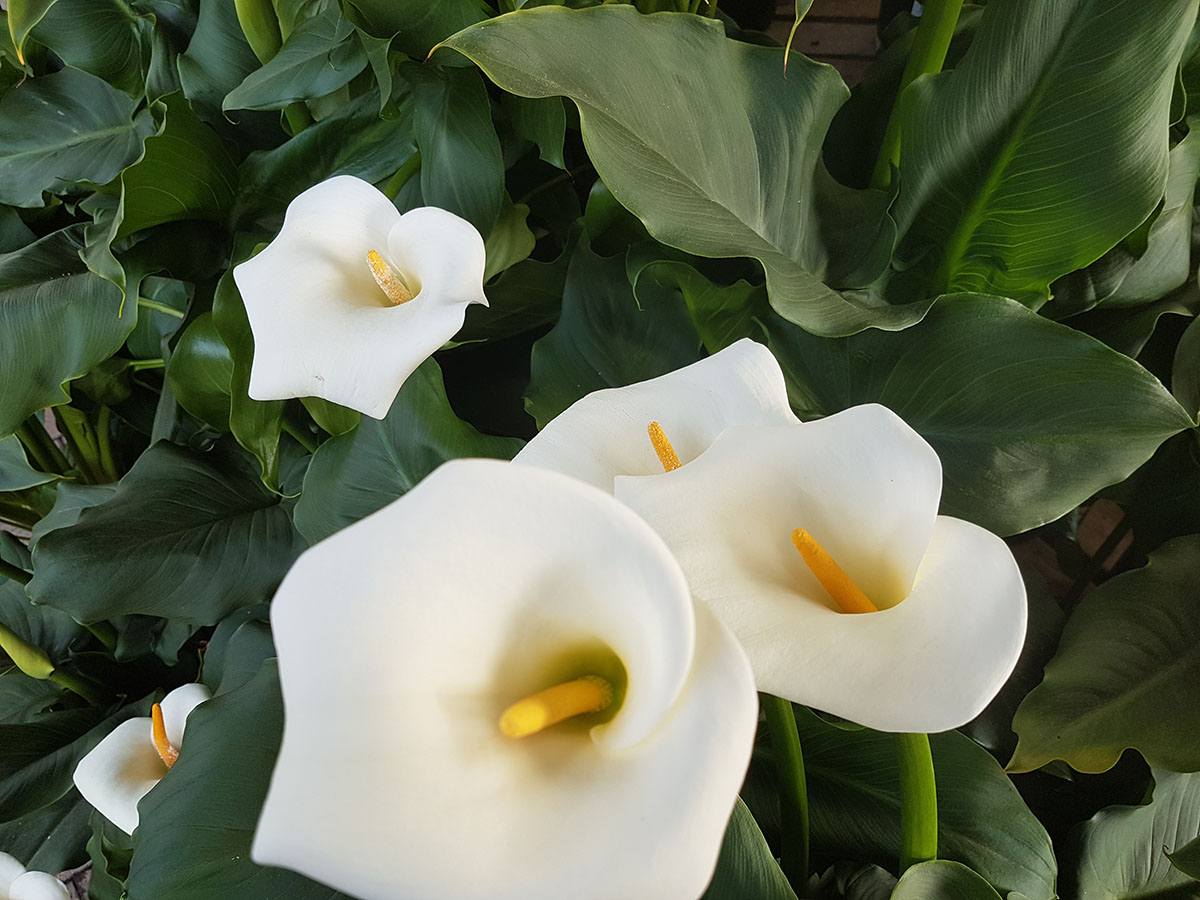 Fleurs de Calla lumineuses