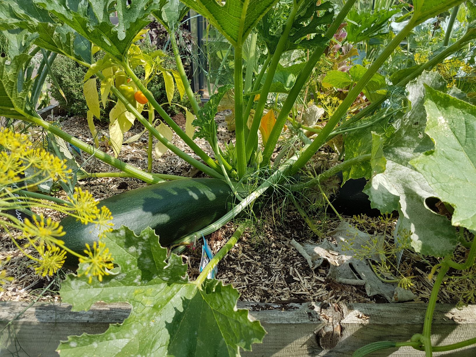 COURGETTES