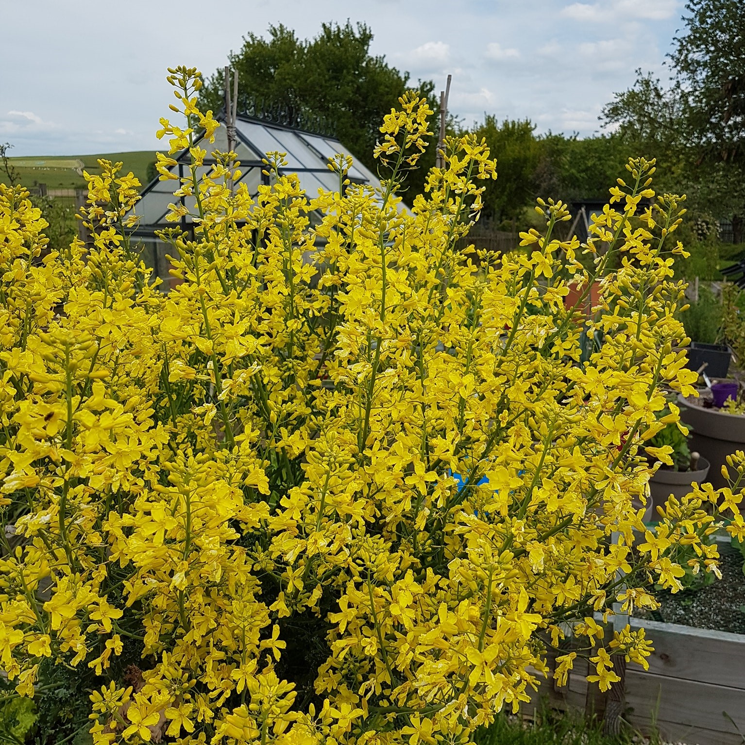 FORSYTHIA