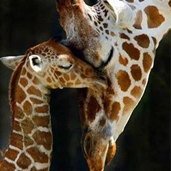 Girafe AH