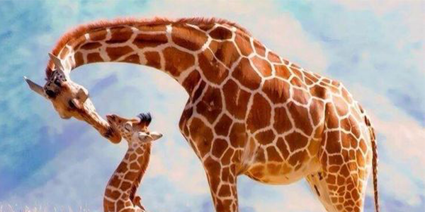 girafe