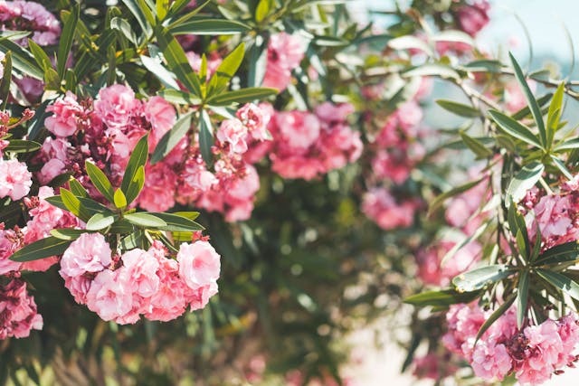 Laurier rose BD