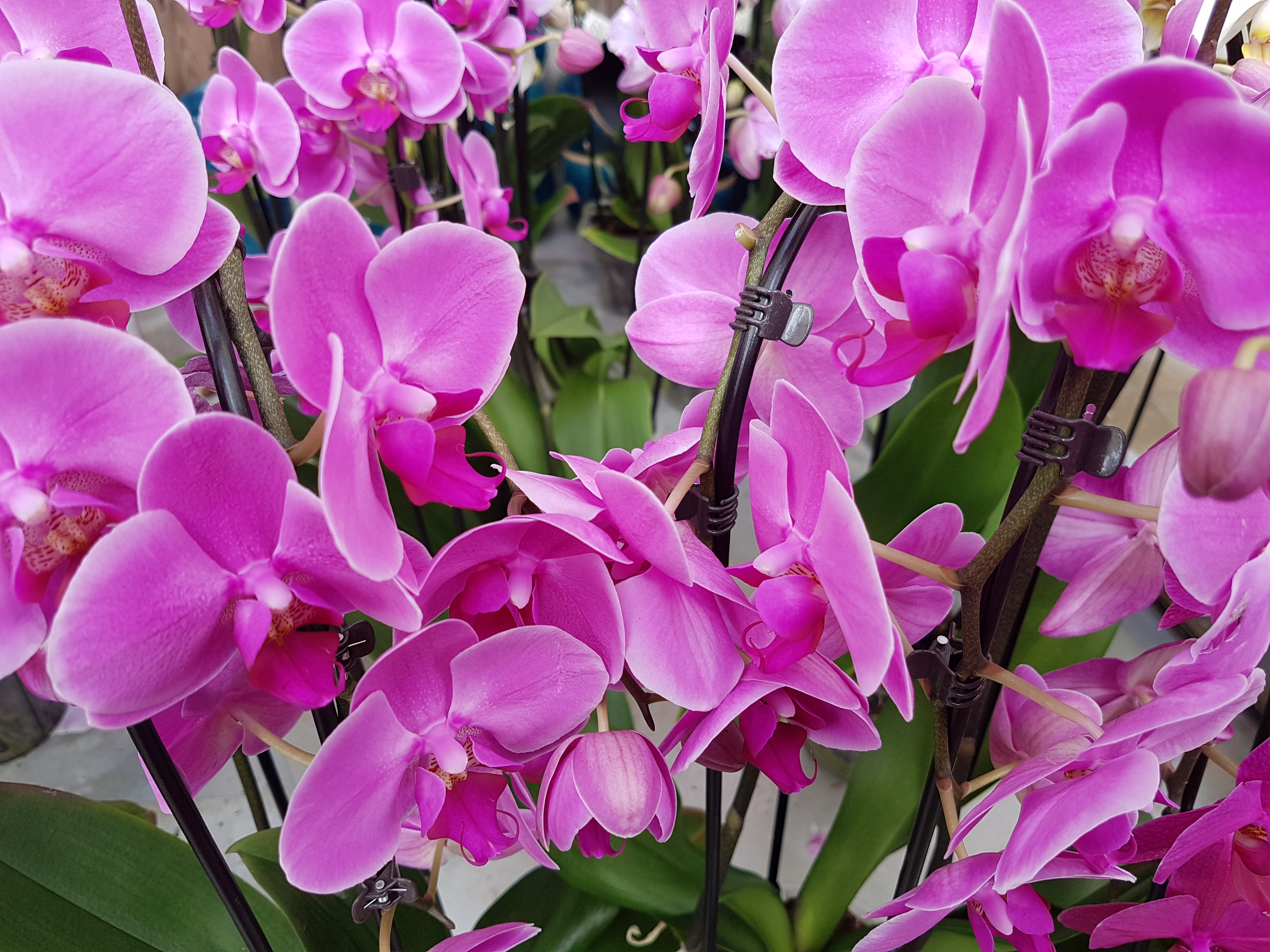 ORCHIDEE