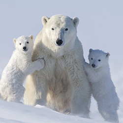 Ours AH