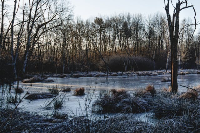 pexels-rinoadamo-34713477