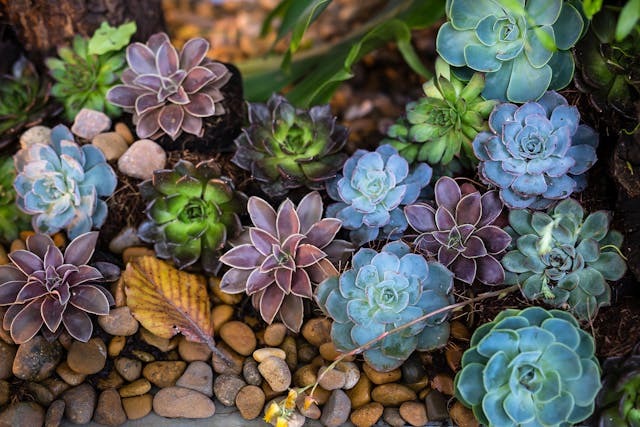 Succulente BD