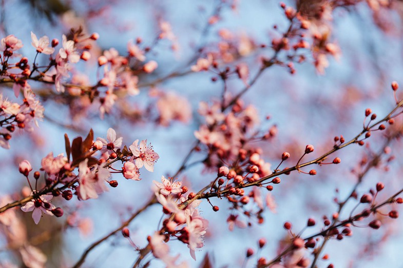 blog S14 - cerisier pexels-karolina-grabowska-4207729