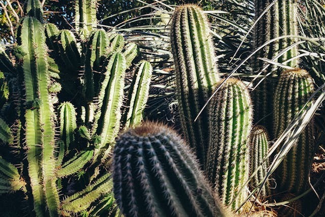 Cactus BD