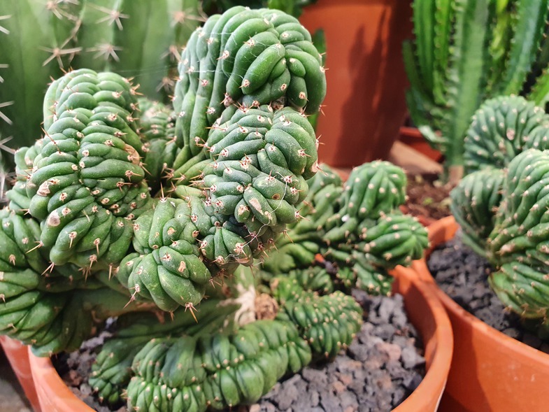 CACTUS