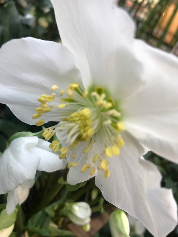 HELLEBORE