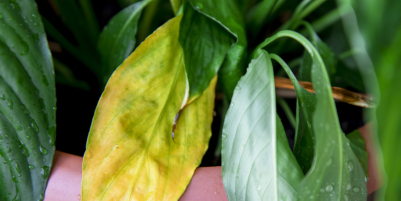 jaunissement-feuilles-plantes-vertes-135420