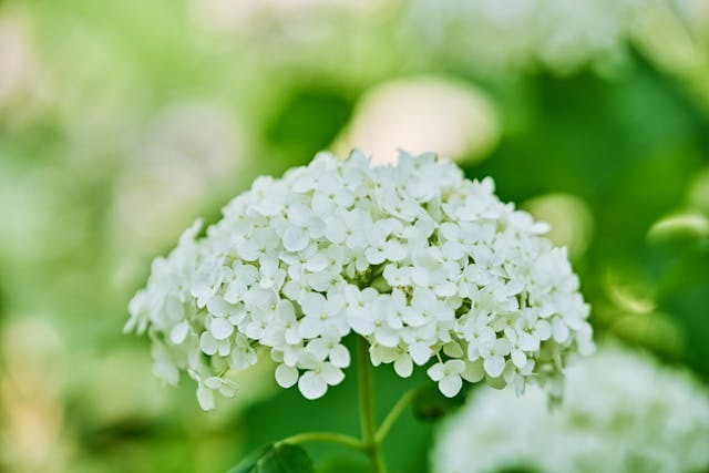 pexels-suki-lee-110686949-26385497