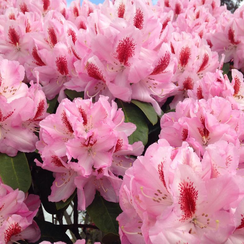 RHODO