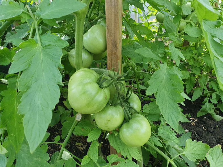 tomates vertes