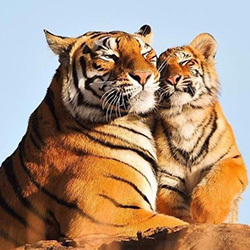 Tigre AH